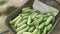 Harvest cucumber fruits inside the trolley carriage.