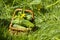 Harvest cucumbers in a basket