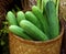 Harvest cucumbers and dill in a basket