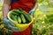 The harvest of cucumbers in a greenhouse