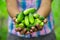 Harvest of cucumbers in hands of woman farmer