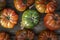 Harvest of an ecological urban tomato garden for production of kilometer zero in the area of the city of Barcelona