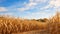 harvest fall corn field