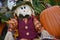 Harvest festival, autumn flowers and pumpkins, decoration, showcase. fall season. holidays. Colorful scarecrow decorations for