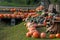 Harvest festival, pumpkins of various varieties lie on the grass.