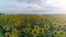 Harvest on field, aerial view of yellow sunflower on background sky