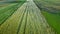 Harvest field aerial. Wheat field landscape. Farming industry