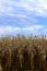 Harvest field. Dry corn meadow. Nature, harvesting, concept.