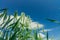 Harvest field green wheat cereals nature clear weather summer day photography foreshortening from below with blue sky background