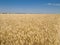 The Harvest, field of the wheat.