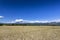 Harvest Flores Rice Field