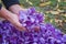 Harvest Flowers of saffron after collection. Crocus sativus, commonly known as the