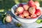 Harvest of the fresh dewy apples in the white bowl on the bench in the garden in early morning,