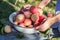 Harvest of the fresh dewy apples in the white bowl on the bench in the garden in early morning, person keeps bowl with apples