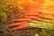 Harvest fresh organic carrots outdoors in the garden in sunlight