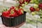 Harvest of fresh tasty ripe red strawberries growing on strawberry farm