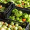 Harvest of fresh tomatoes in crates stacked on the floor