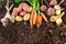 Harvest of fresh vegetables on ground in garden.