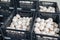 Harvest of fresh white champignons mushrooms on organic farm in Netherlands, food industry in Europe, plastic boxes with