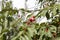 Harvest of a fruit garden