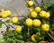 Harvest of fruits of a quince Japanese (Chaenomeles japonica (Thunb.) Lindl. ex Spach)