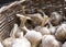 Harvest garlic in a wicker basket