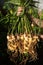 Harvest ginger in the garden