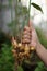 Harvest ginger in the garden