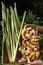 Harvest ginger and lemongrass in the garden