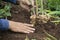 Harvest ginger root on field agricultural area on hill and green leaf