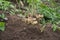 Harvest ginger root on field agricultural area on hill and green leaf