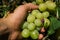 Harvest grapes. Large grapes. Grapes and winemaking. Large grapes.