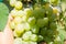 Harvest grapes. Large grapes. Grapes and winemaking. Large grapes.