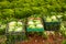 Harvest of green lettuce in crates during harvesting in garden