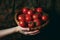 Harvest Hands Cradling a Basket of Tomatoes. Generative AI