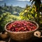 Harvest Harmony: Basket of Ripe Coffee Cherries Amidst Verdant Arabica Groves