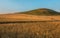 Harvest. Harvesters are moving to night cleaning. The wheat ripened.