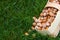 Harvest of hazelnuts in a wicker basket made of birch bark on the green grass