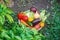 Harvest home-grown vegetables in the garden. Selective focus