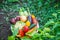 Harvest home-grown vegetables in the garden. Selective focus