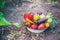 Harvest home-grown vegetables in the garden. Selective focus