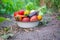 Harvest home-grown vegetables in the garden. Selective focus