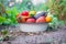 Harvest home-grown vegetables in the garden. Selective focus