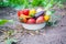 Harvest home-grown vegetables in the garden. Selective focus