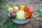 Harvest home-grown vegetables in the garden. Selective focus