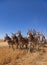 Harvest with horses.