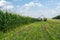 Harvest of juicy corn silage by a combine harvester and transportation by trucks, for laying on animal feed