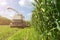 Harvest of juicy corn silage by a combine harvester and transportation by trucks, for laying on animal feed