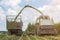 Harvest of juicy corn silage by a combine harvester and transportation by trucks, for laying on animal feed