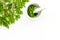 Harvest juniper as medical herbs. Make juniper oil. Juniper sprigs in mortar on white background top view copy space